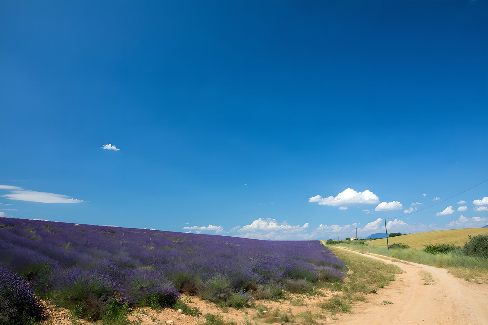 TPES83858: Un mar de lavanda bajo un cielo inmenso
