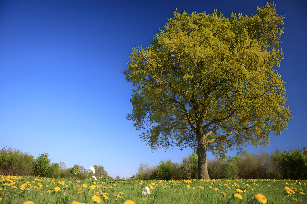 TPES29910: Árbol en un prado de primavera