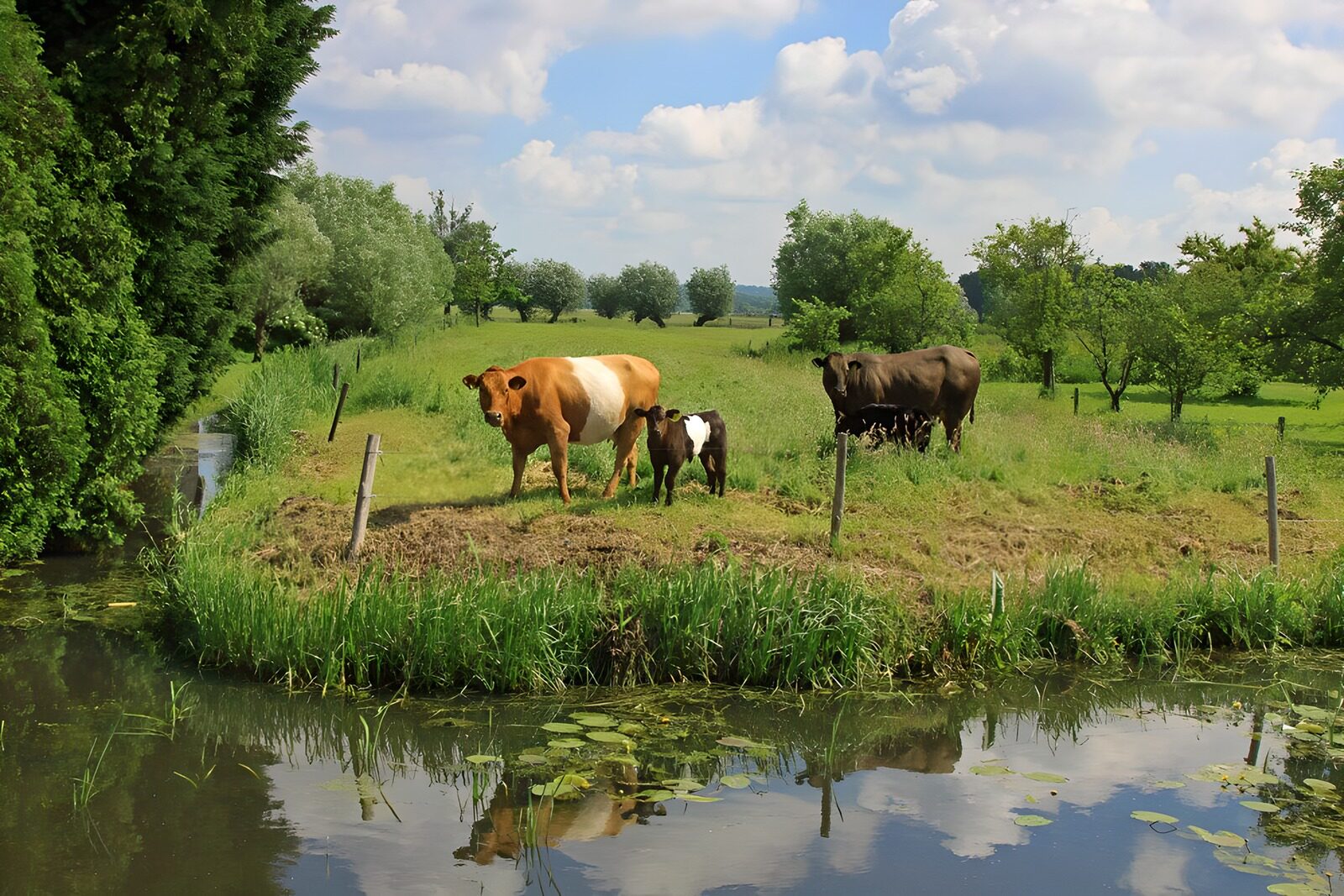 TPES44301: Vacas y terneros junto al agua en calma