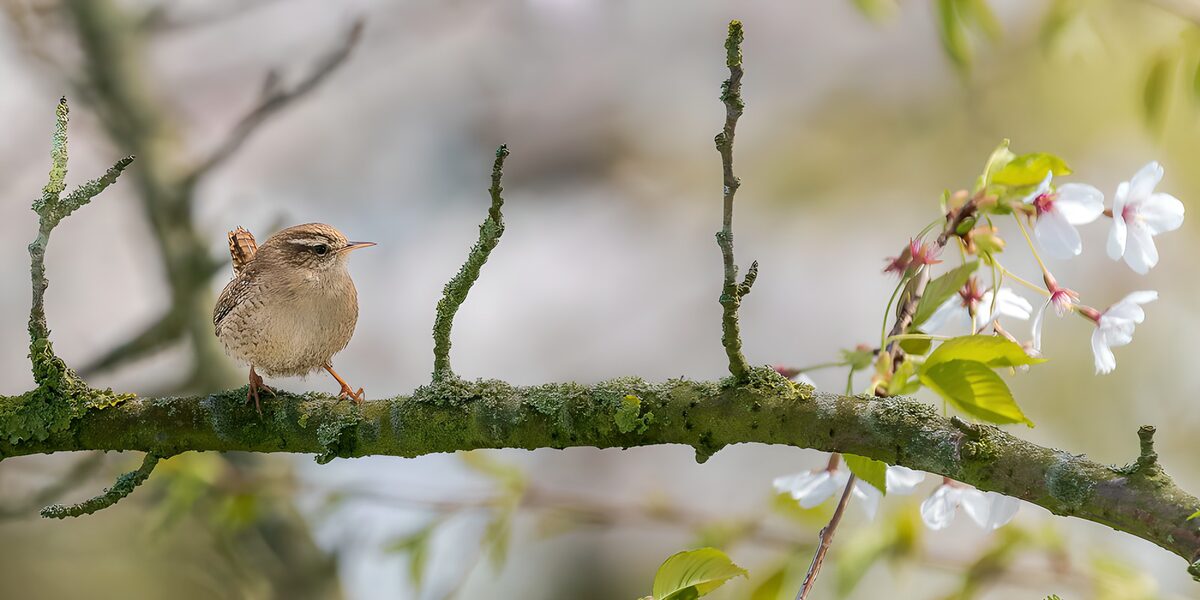 Chochín en una rama de primavera
