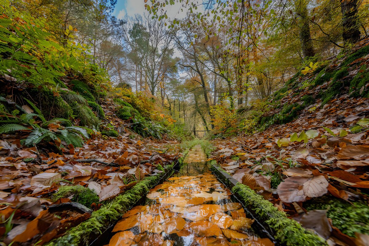 Canal de otoño entre musgo y hojas