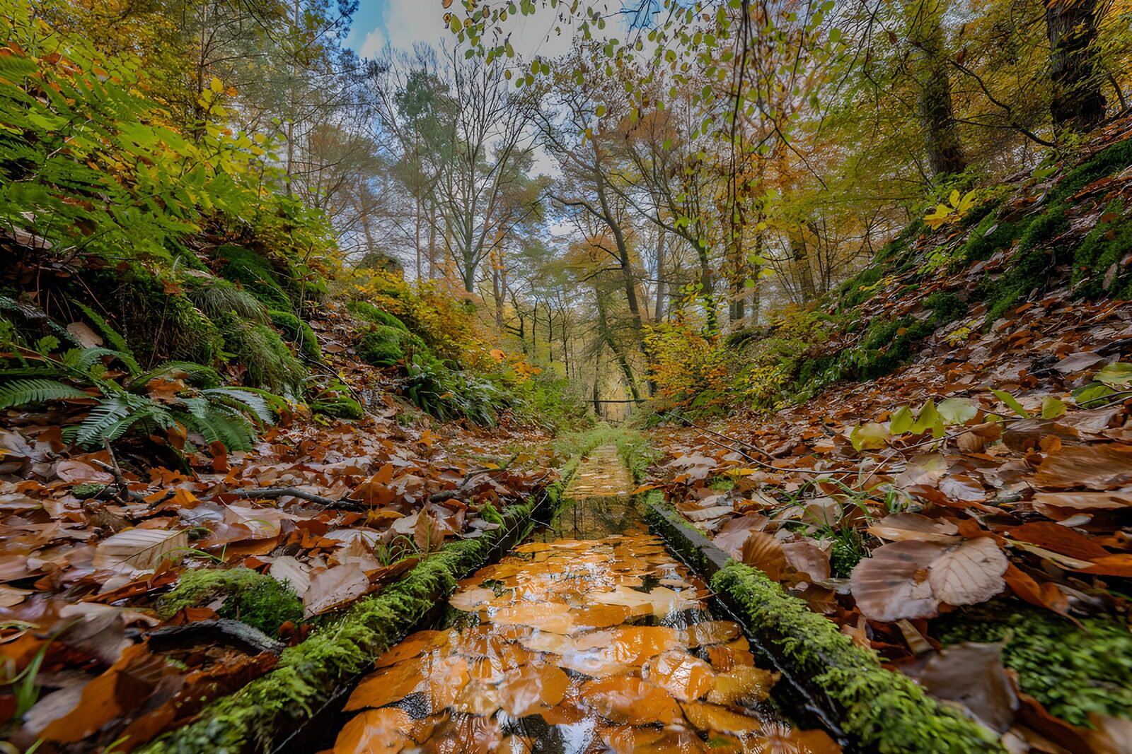 TPES94274: Canal de otoño entre musgo y hojas