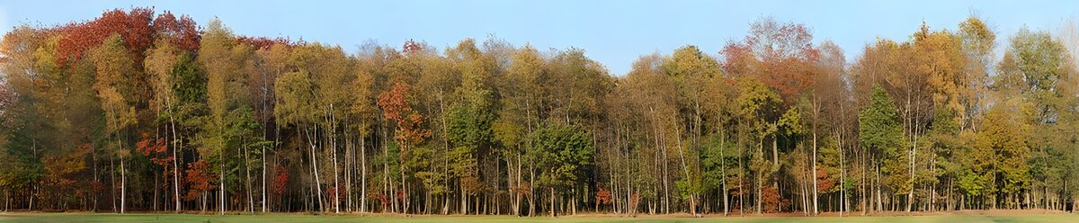 Bosque otoñal entre hierba y cielo azul