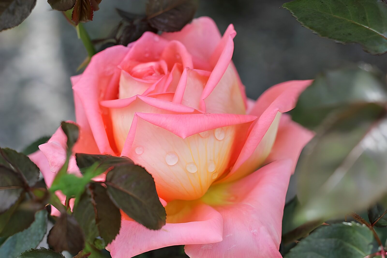 TPES77491: Rosa rosada con gotas de agua