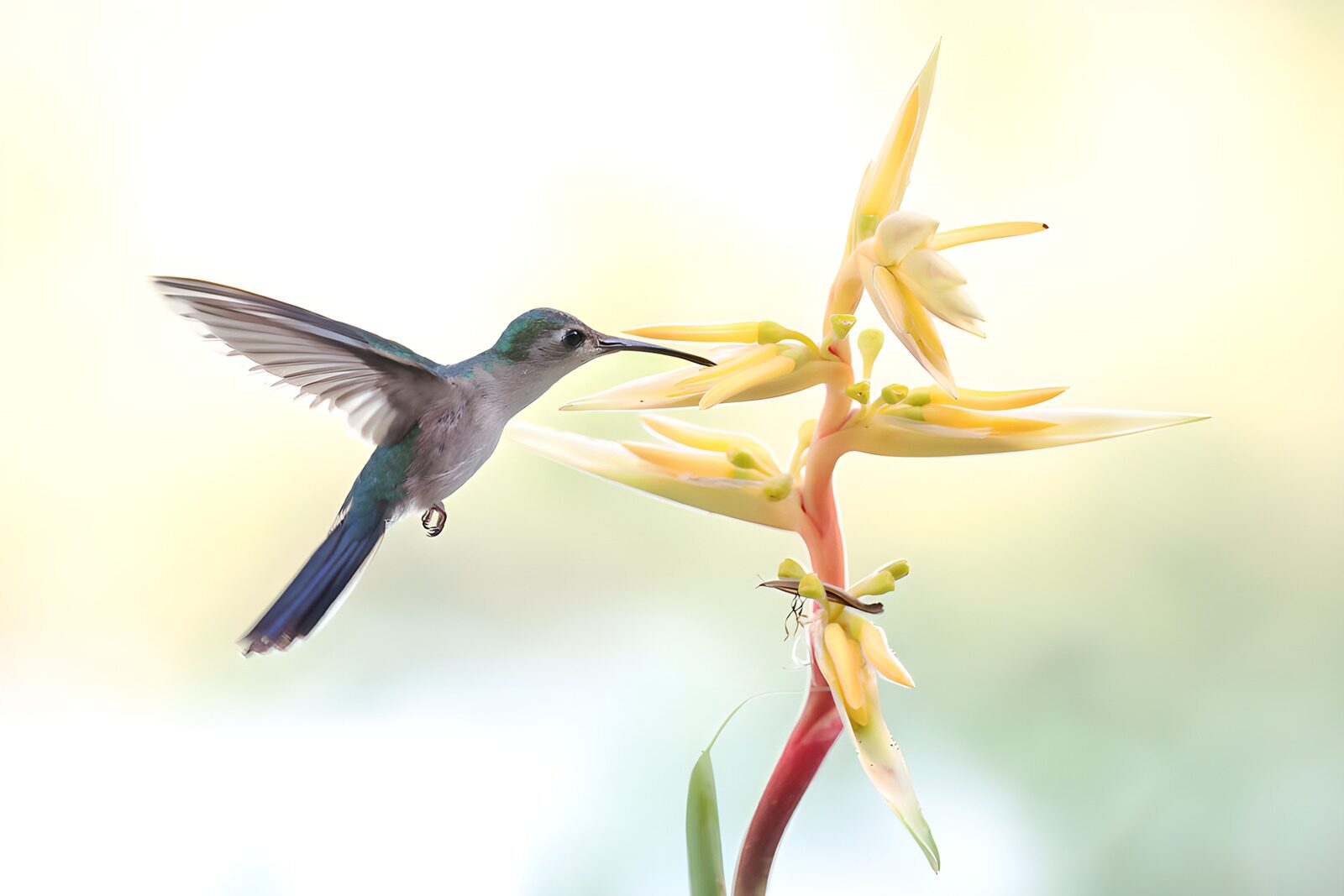 TPES14662: Colibrí junto a flores amarillas