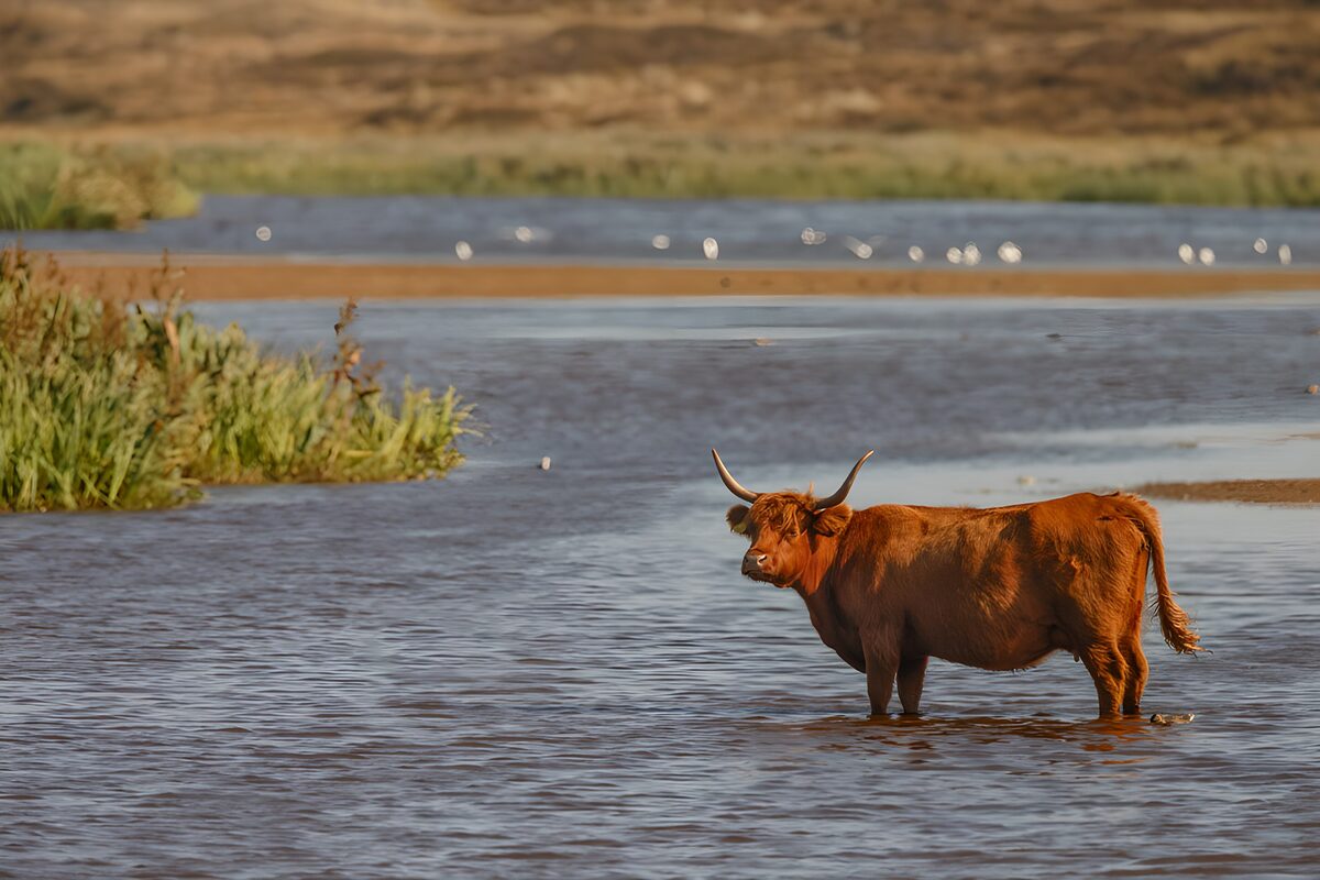 Vaca de las Highlands en aguas tranquilas