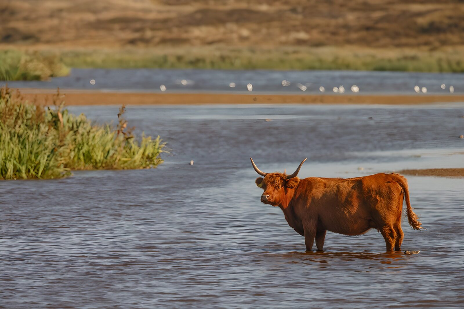 TPES20287: Vaca de las Highlands en aguas tranquilas