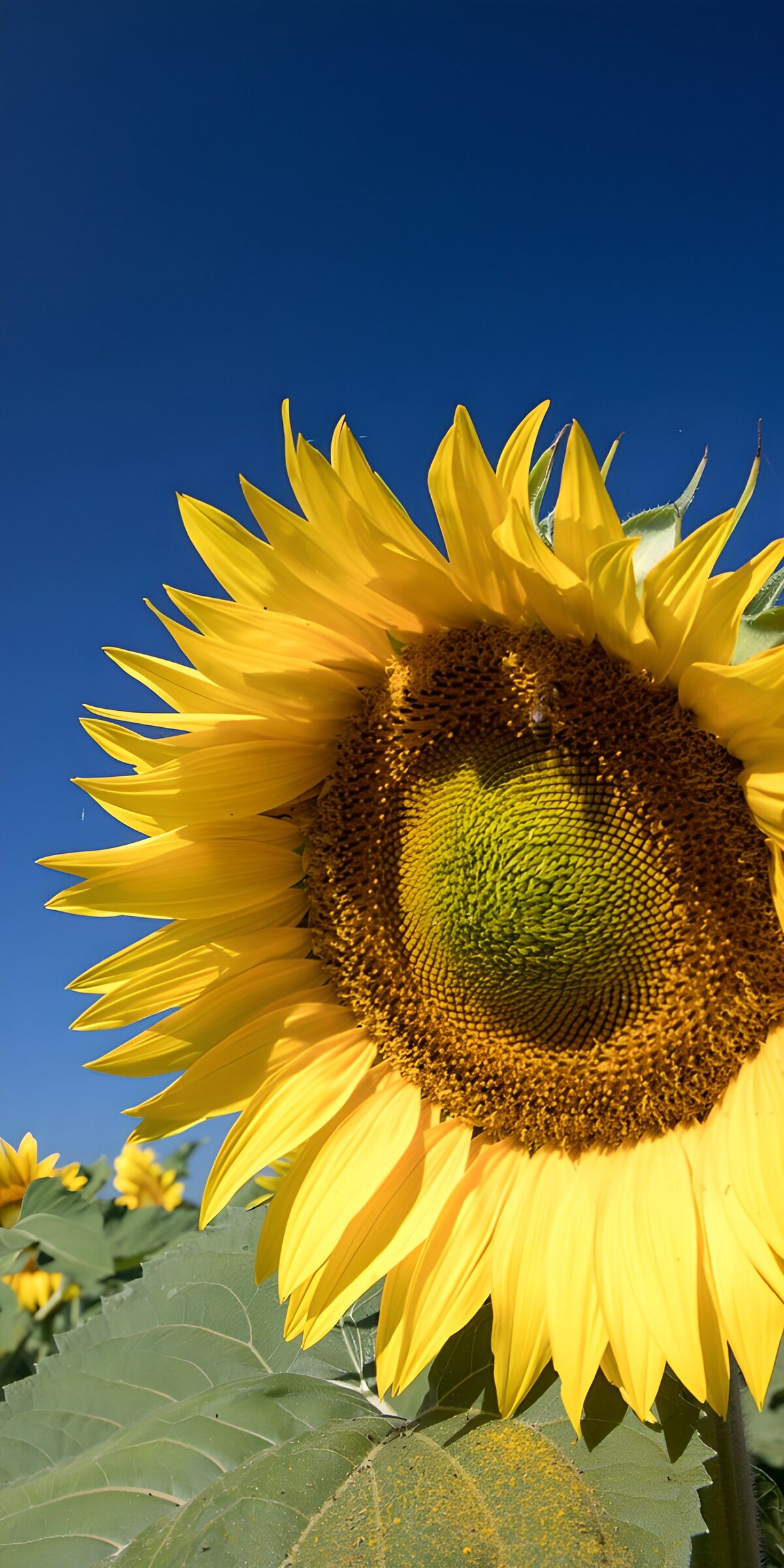 TPES43896: Girasol al sol bajo un cielo azul