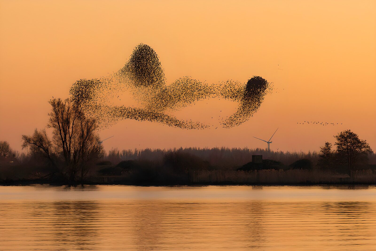 TPES22319: Bandada de aves sobre aguas doradas
