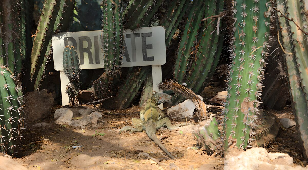 Iguana entre cactus y rocas
