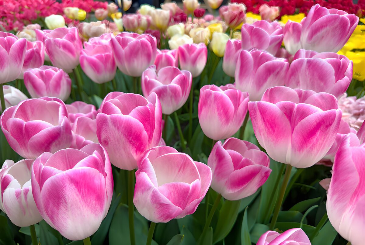 Primavera entre copas de tulipán