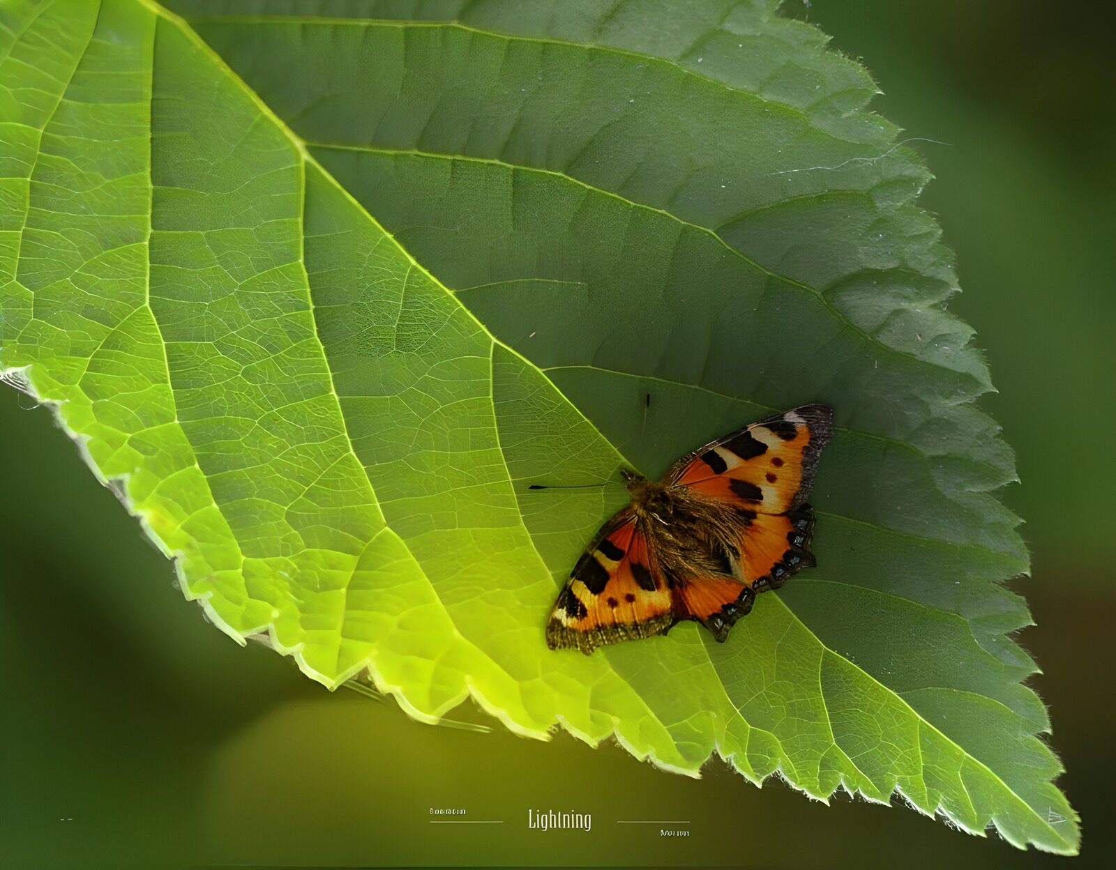 TPES26336: Mariposa naranja sobre una hoja en calma