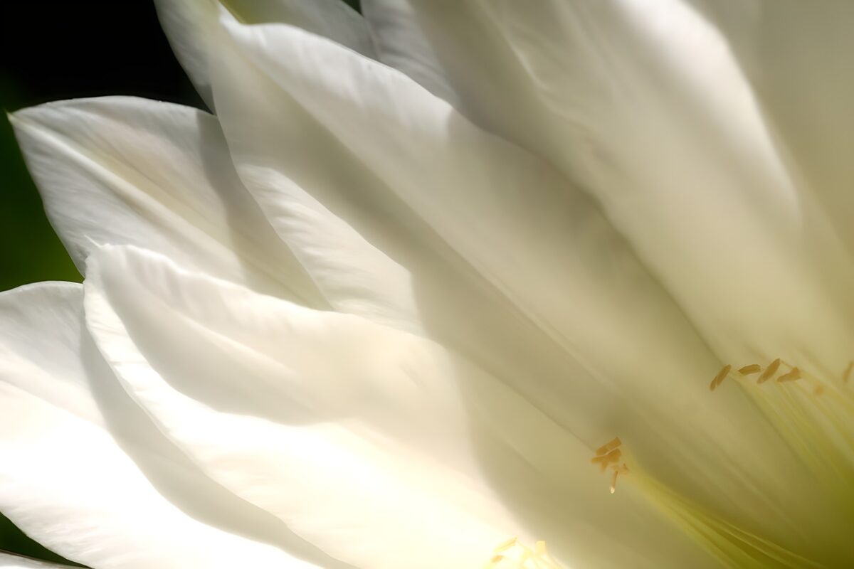 Flor blanca en primer plano y a plena luz
