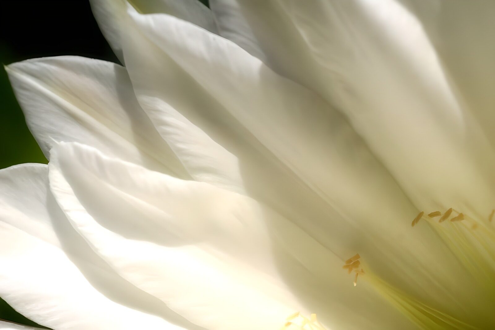 TPES21509: Flor blanca en primer plano y a plena luz
