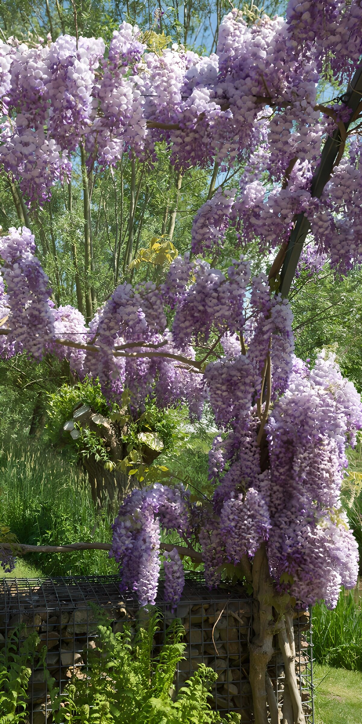 TPES71782: Glicinia en flor bajo el sol