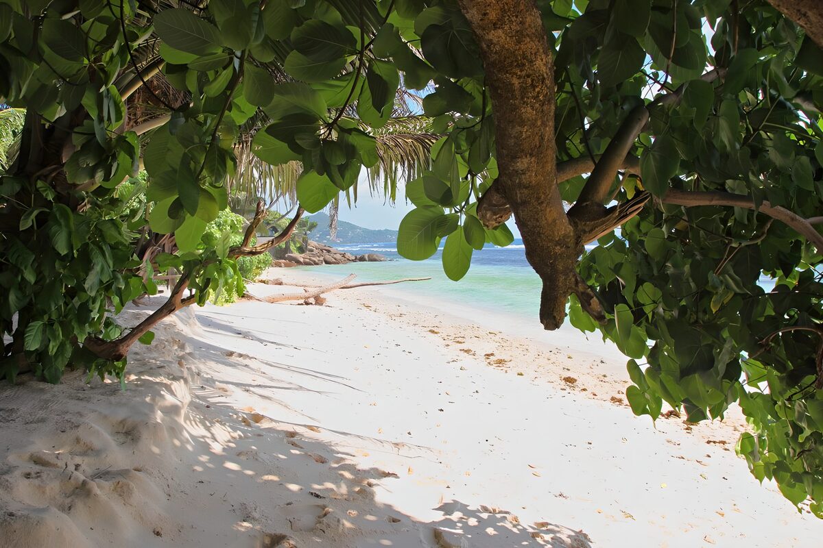 TPES11354: Playa tropical a la sombra de los árboles