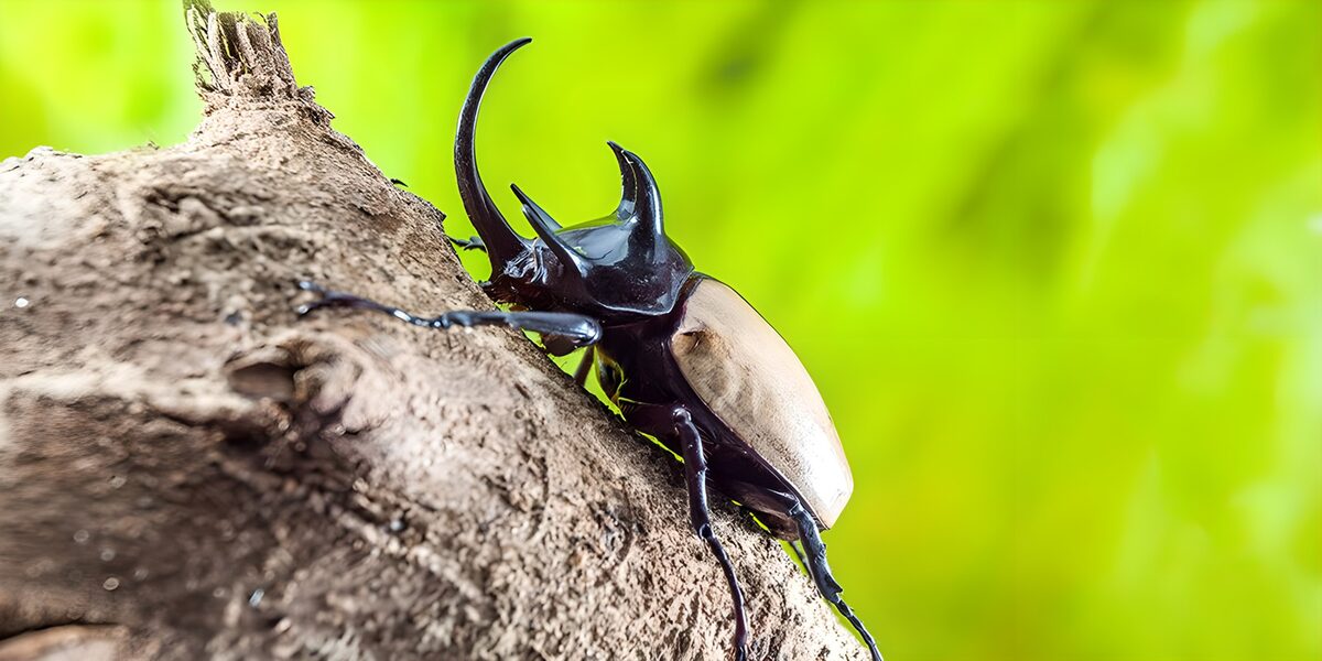 Escarabajo con cuernos sobre la corteza