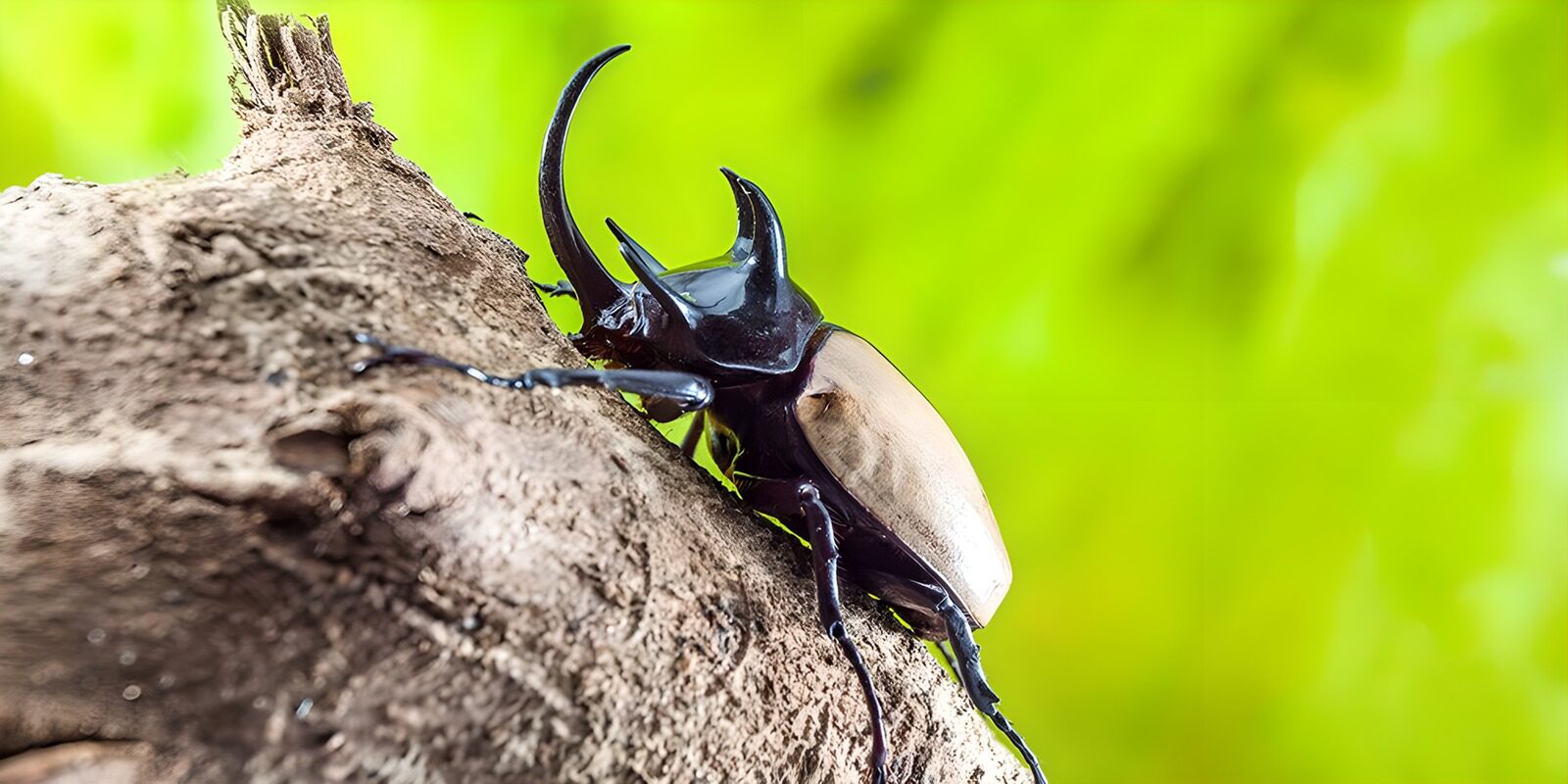 TPES94954: Escarabajo con cuernos sobre la corteza