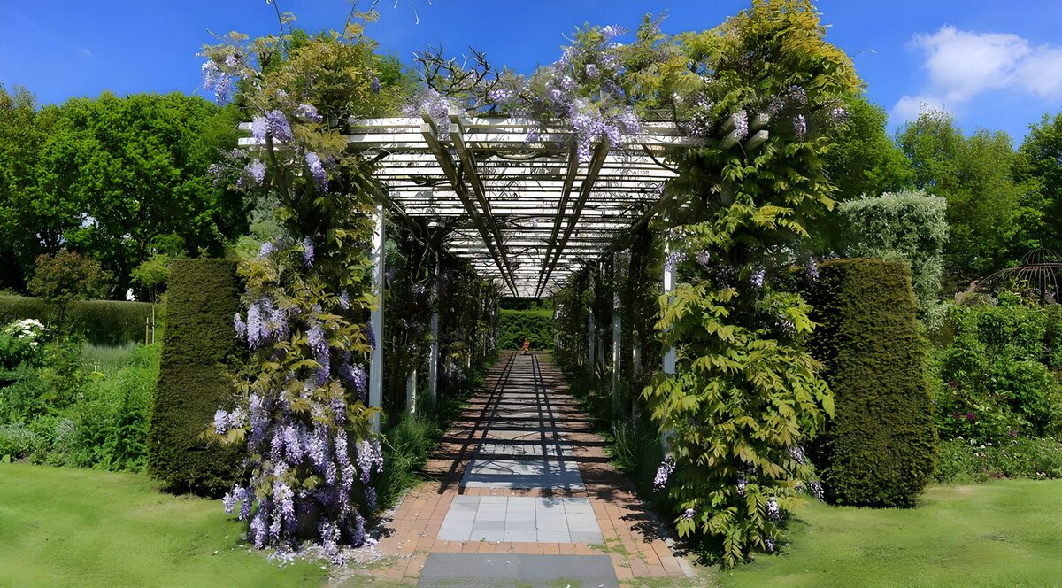 TPES37305: Pérgola de glicinas al sol