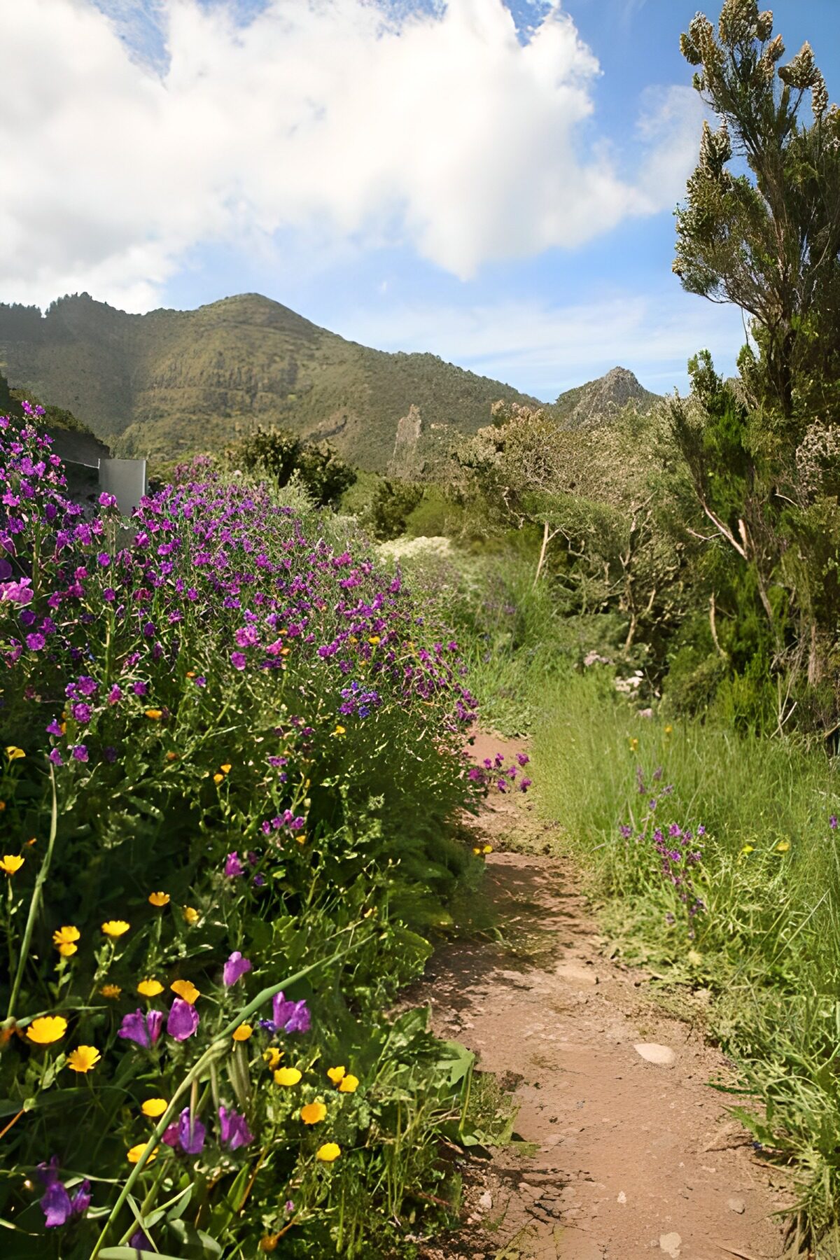 Sendero entre flores hacia las montañas