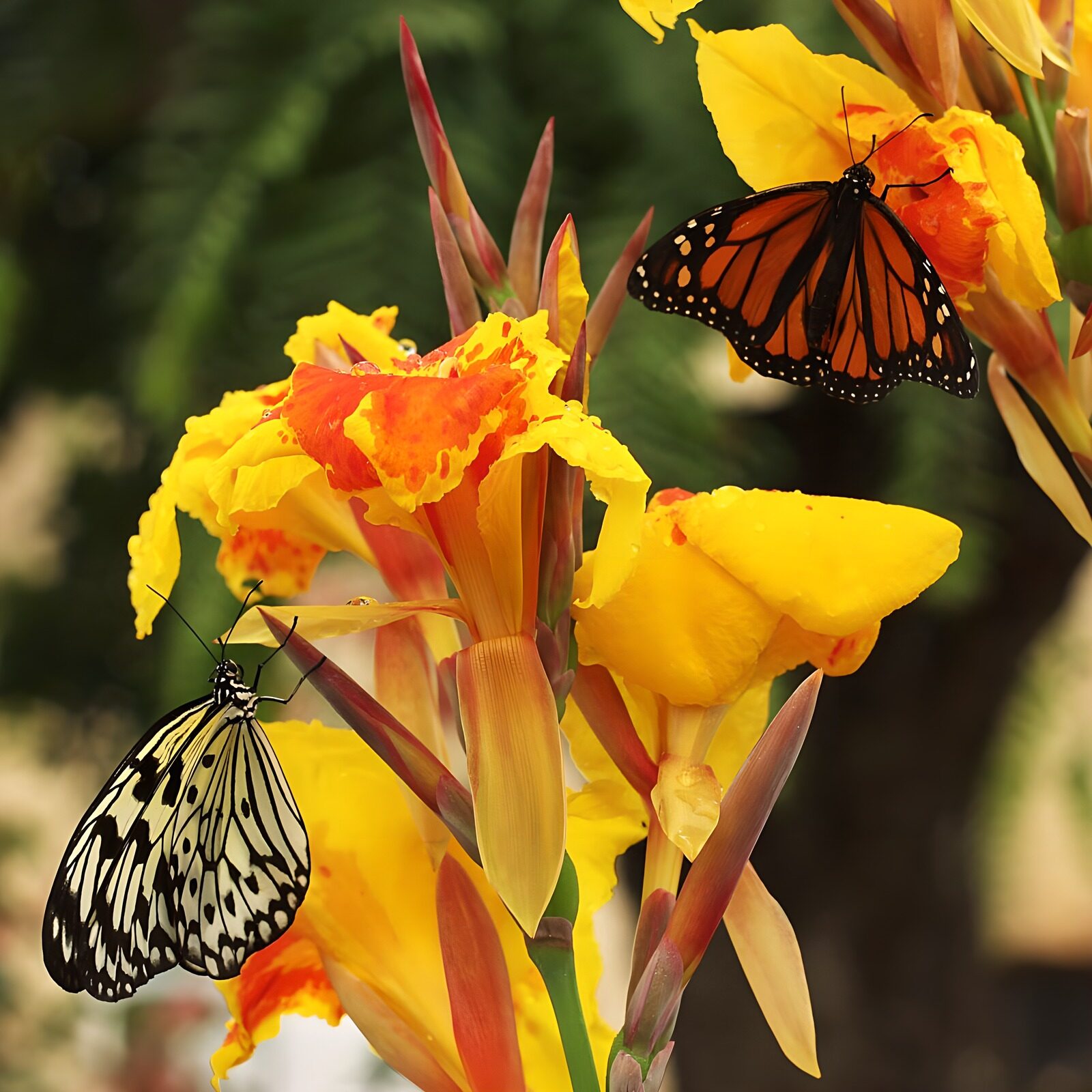 TPES21841: Mariposas entre flores amarillas y naranjas