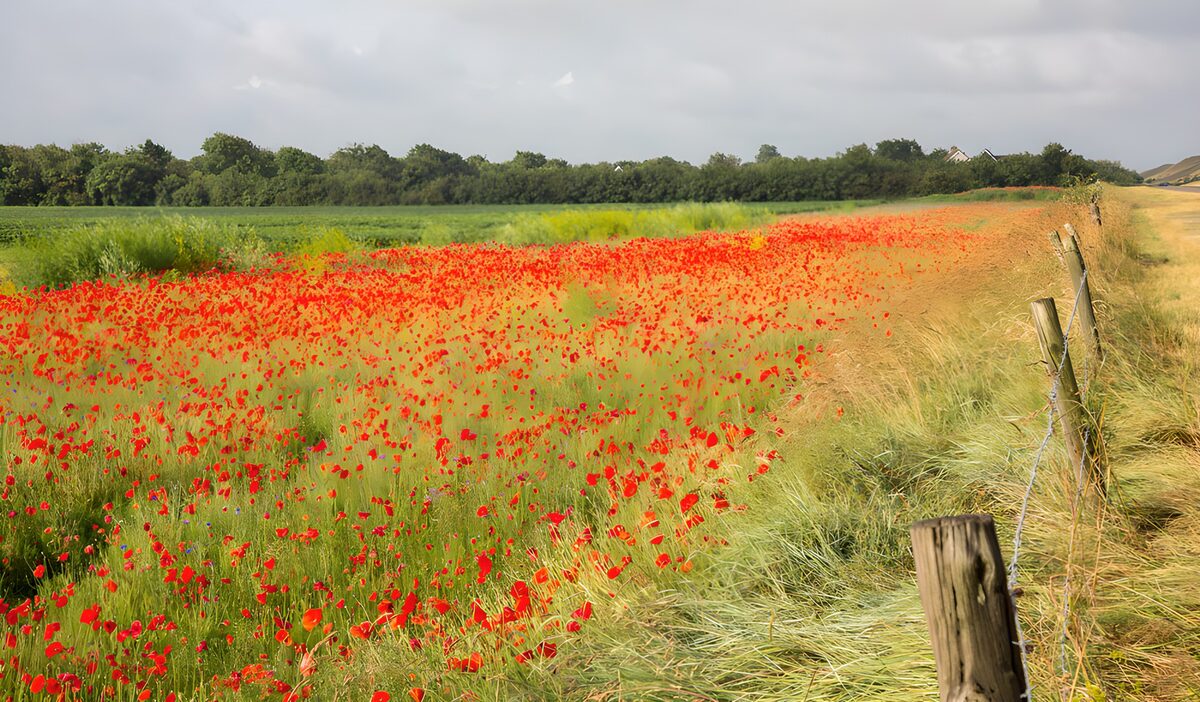 Campo de amapolas bajo un cielo gris