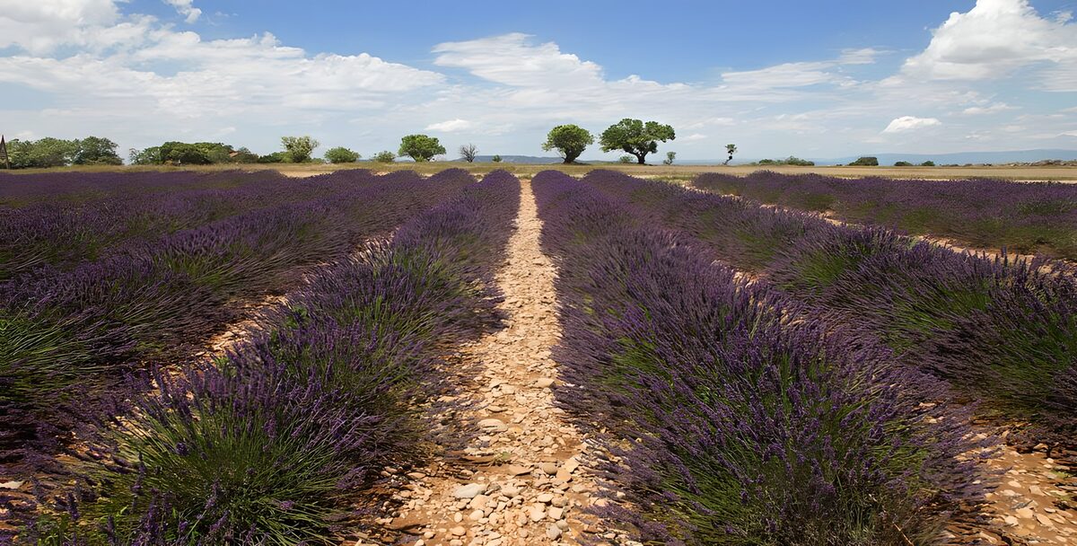 TPES58159: Filas de lavanda bajo el cielo azul