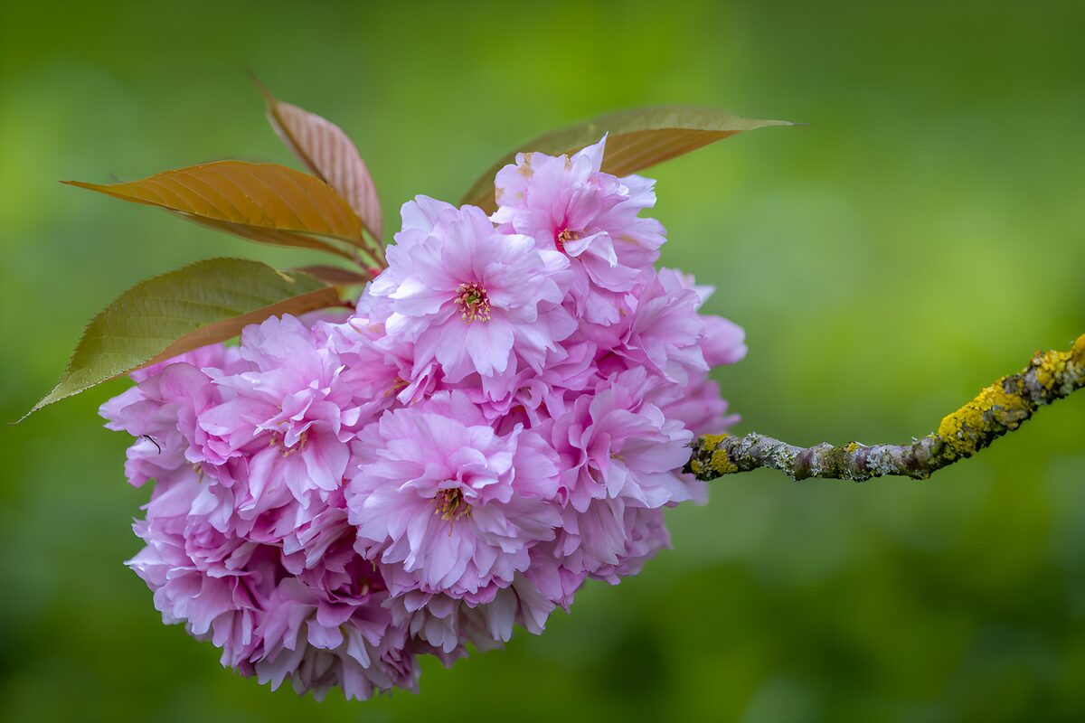 Cerezo en flor bajo una luz suave