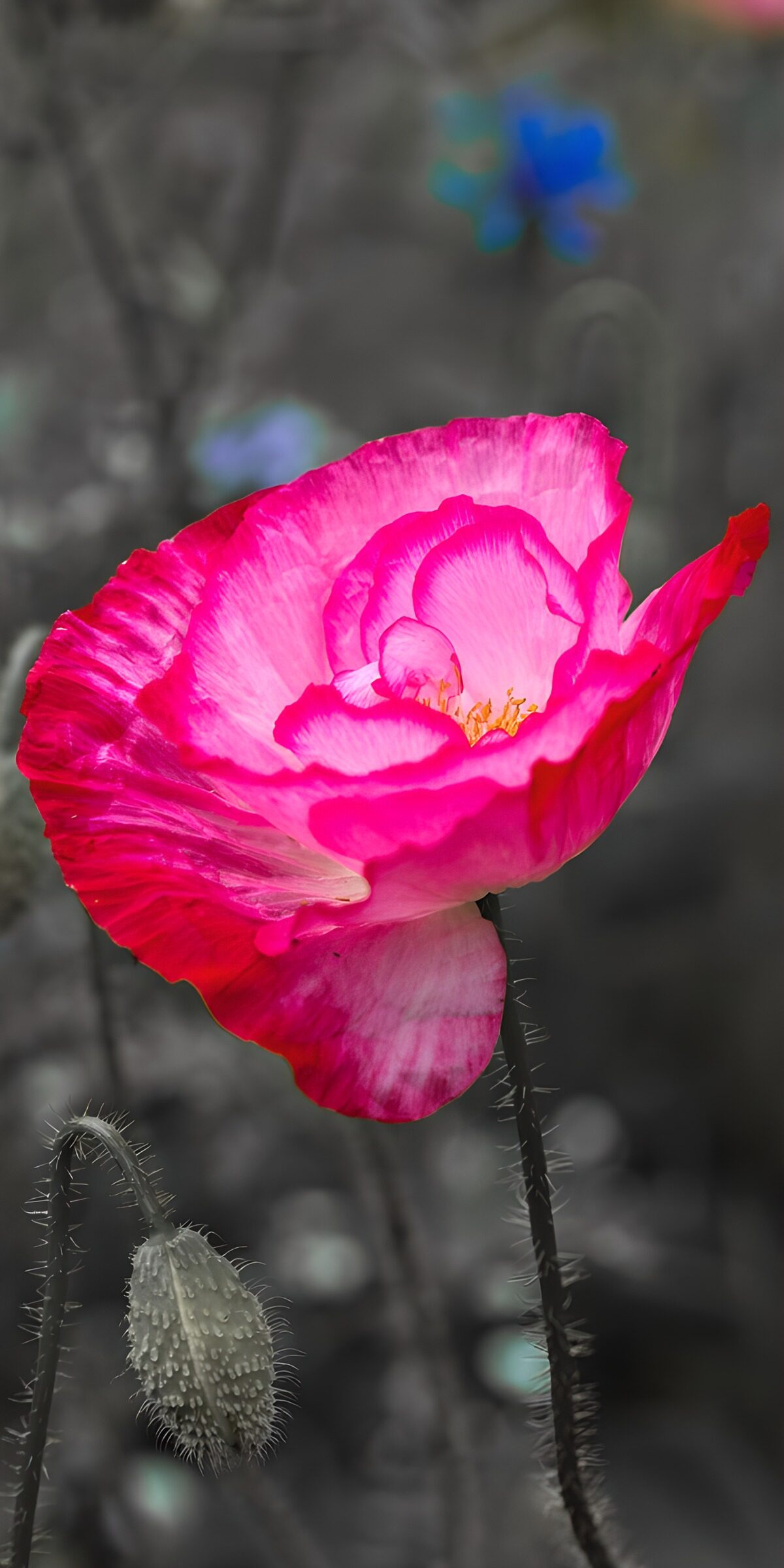 TPES69823: Amapola rosa con capullo inclinado