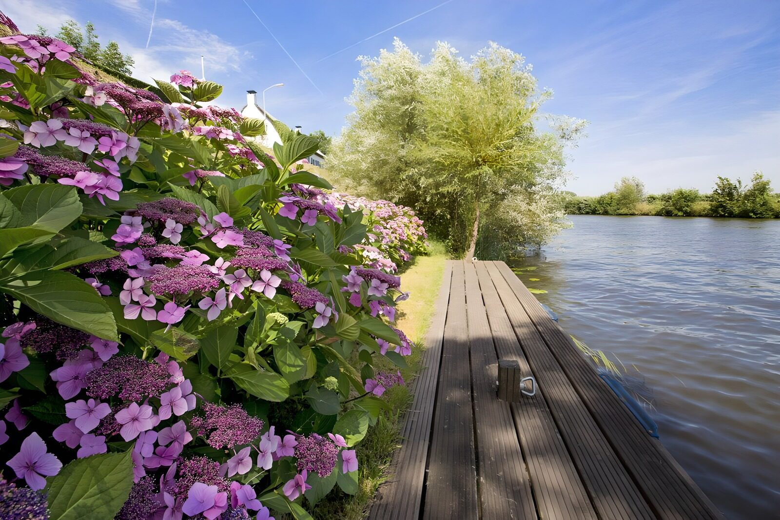 TPES32738: Hortensias junto al muelle en verano
