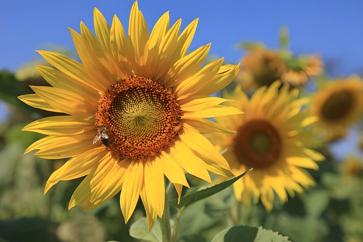 Girasol con abeja a pleno sol