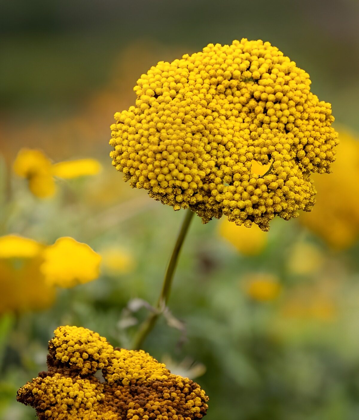 TPES63056: Flores amarillas en un primer plano suave