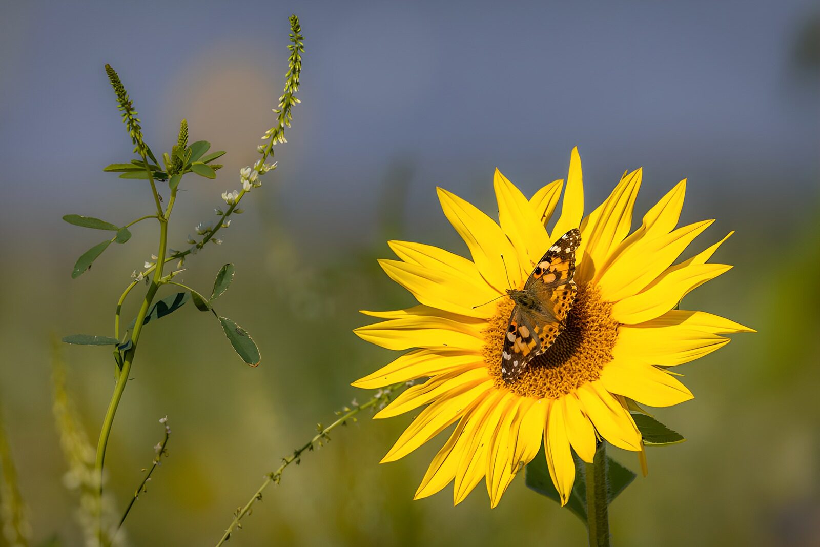 TPES11942: Mariposa al sol sobre un girasol