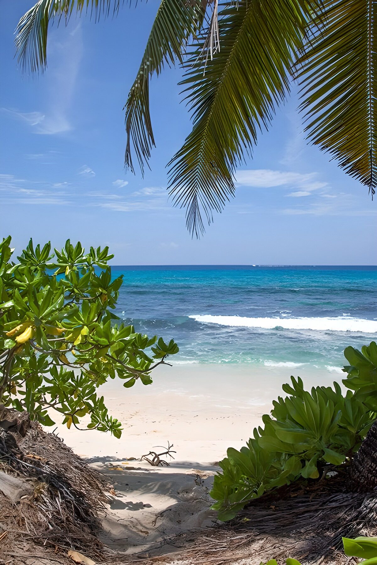 Playa tropical al abrigo de las palmeras