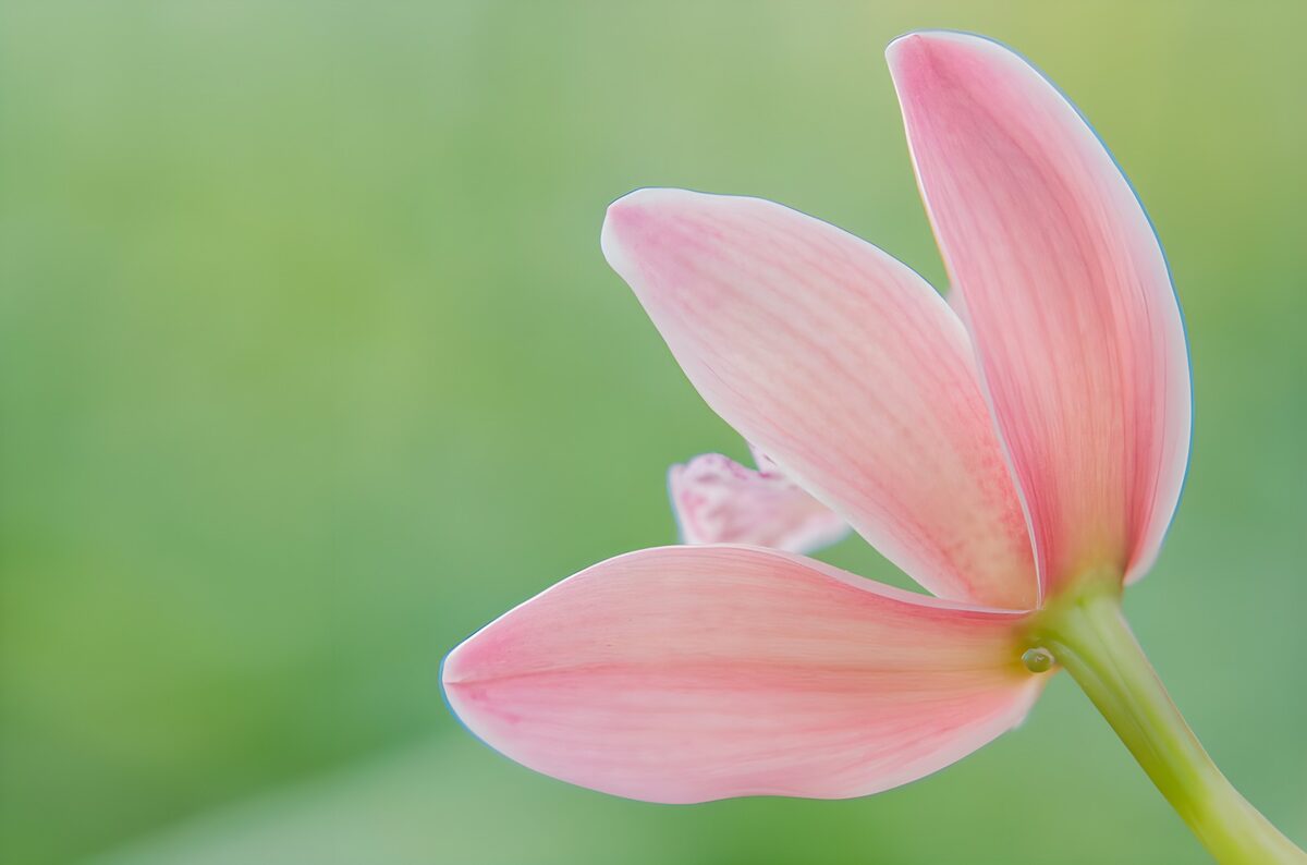 Flor rosa de espaldas sobre verde suave