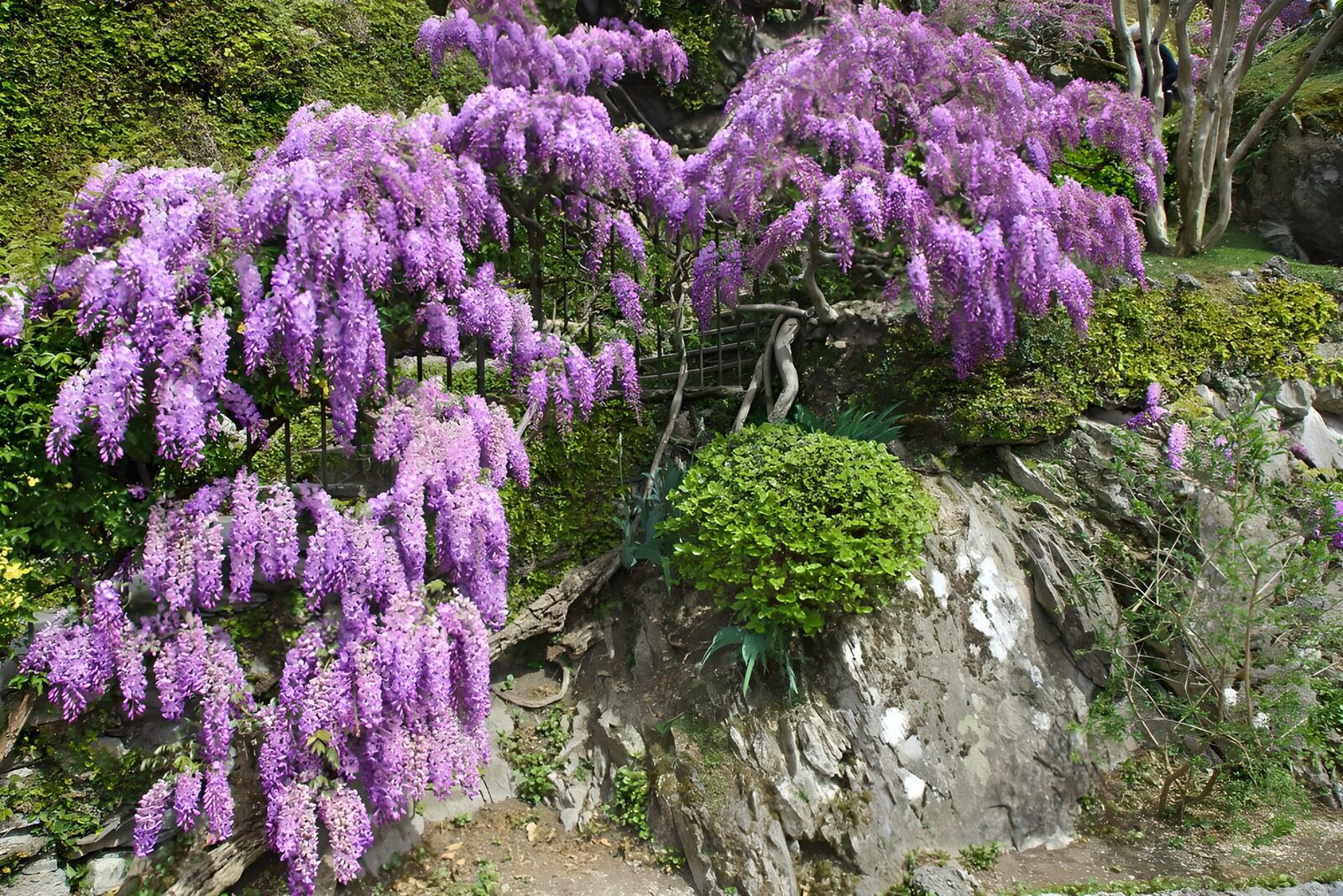 TPES32909: Glicinas en flor sobre rocas y musgo