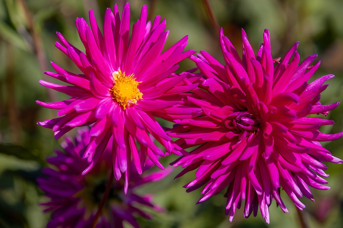 Dos flores magenta a plena luz
