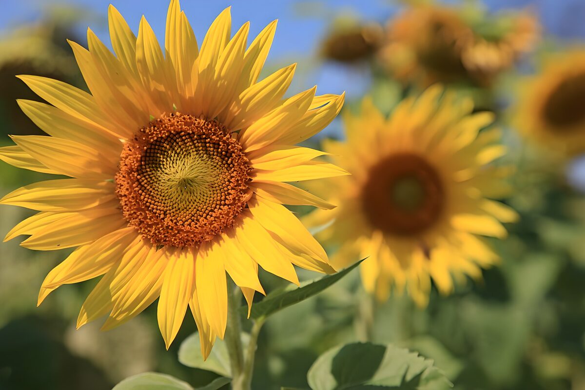 Un girasol con el verano entre los pétalos