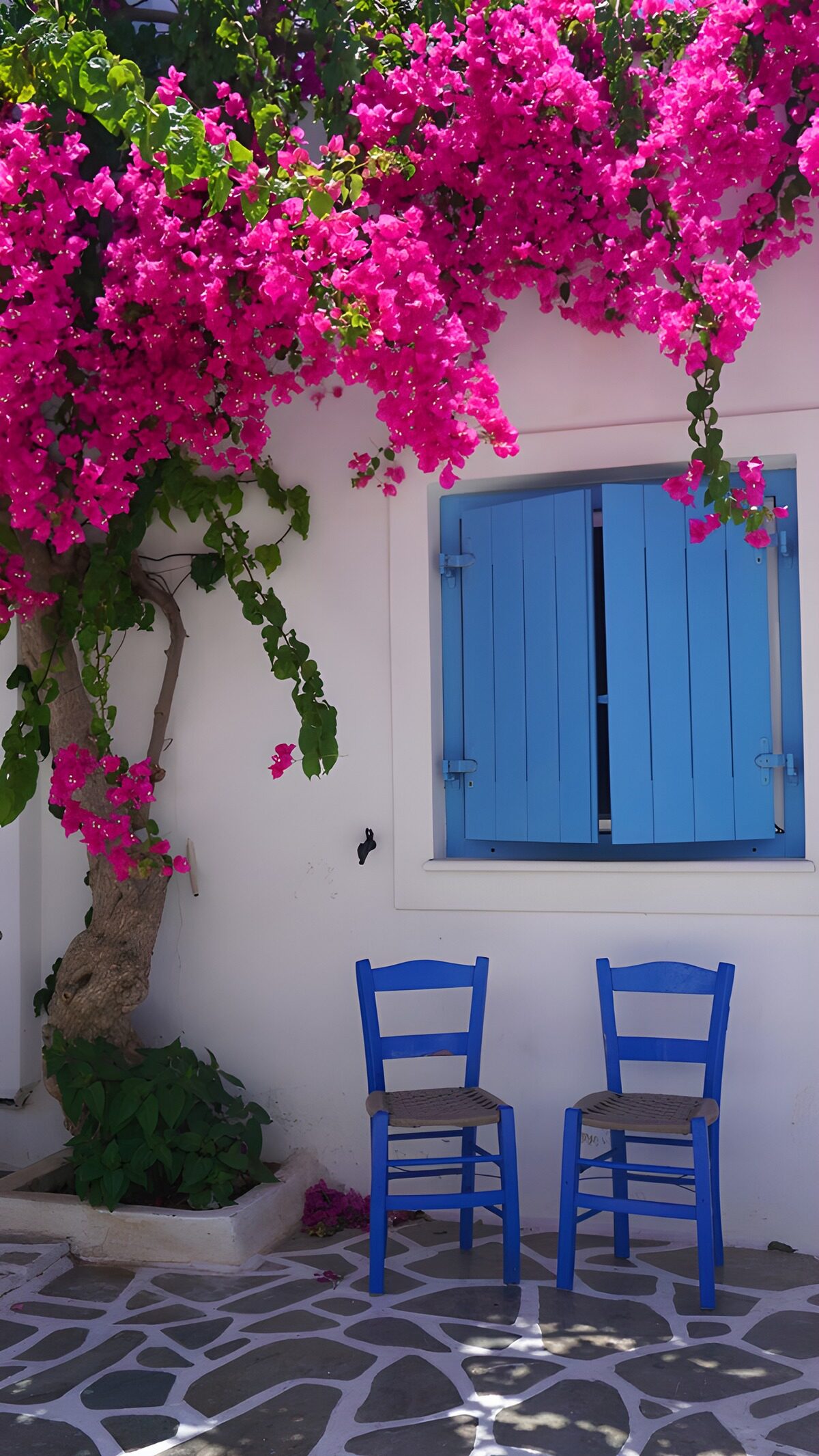 Buganvilla y sillas azules al sol