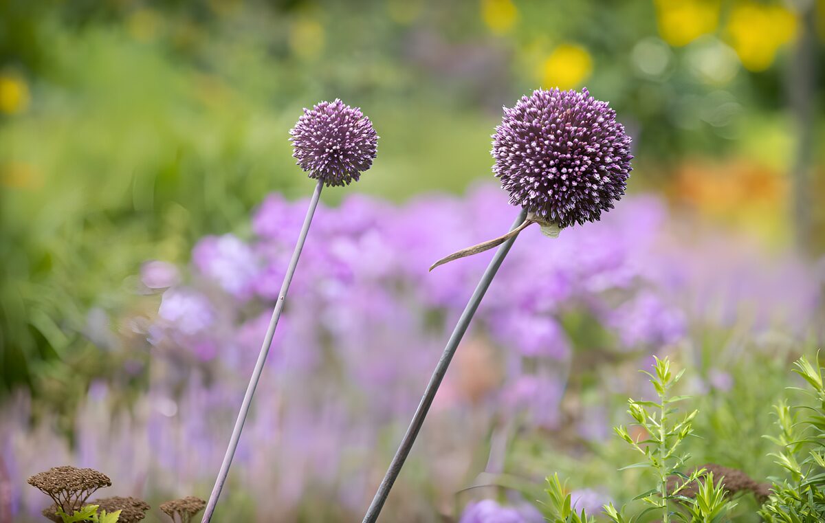 Dos allium morados a plena luz