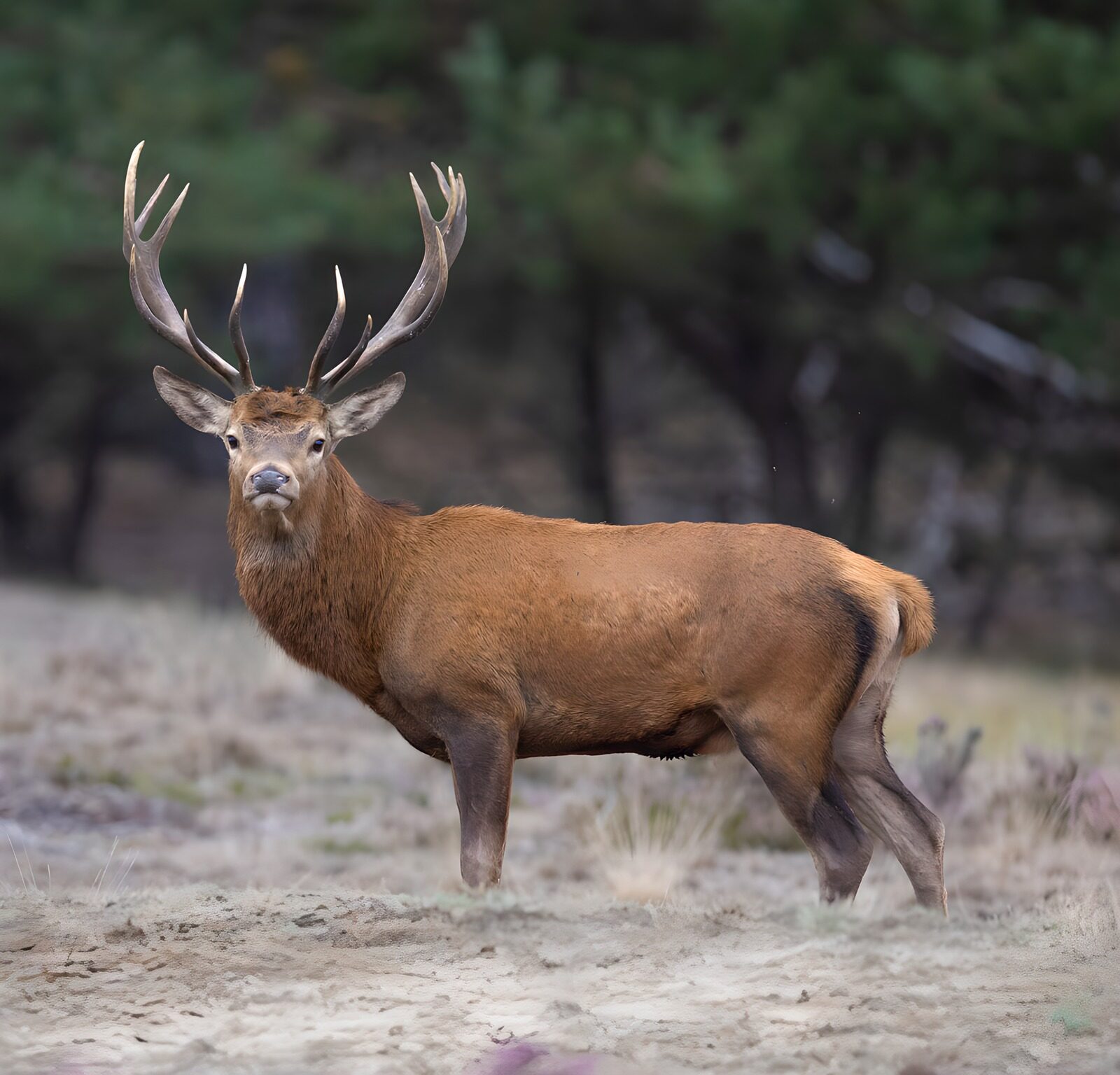 TPES69687: Ciervo rojo ante el bosque