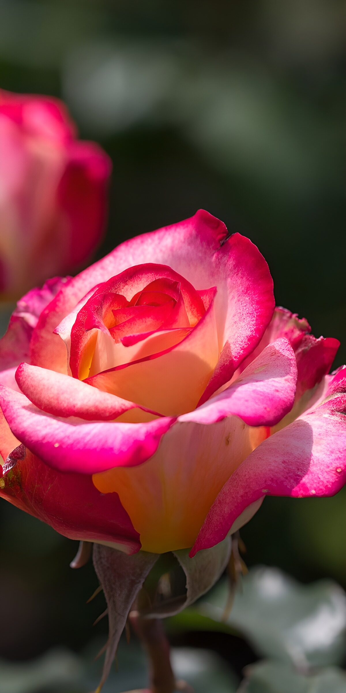 TPES91455: Rosa amarilla y rosa bañada de sol
