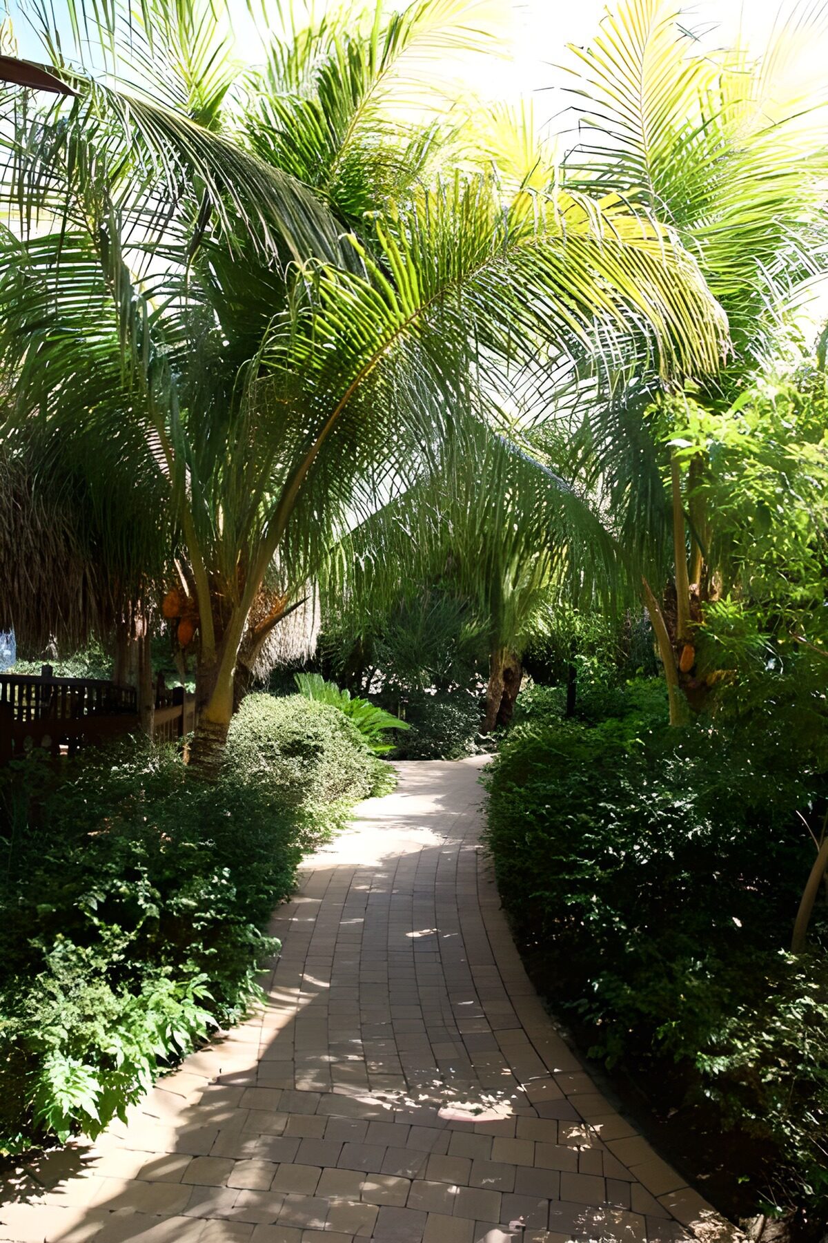 TPES14818: Sendero entre palmeras al sol