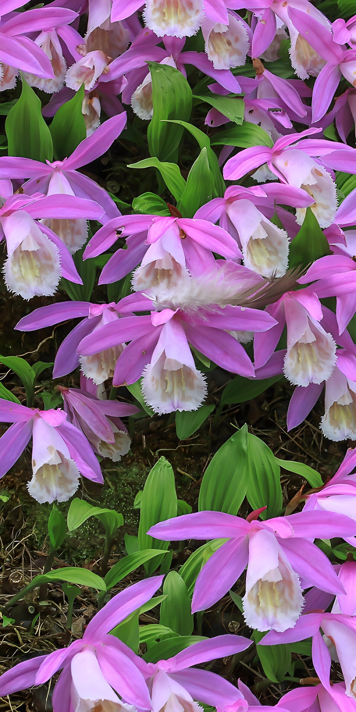 TPES88977: Orquídeas rosas entre hojas verdes