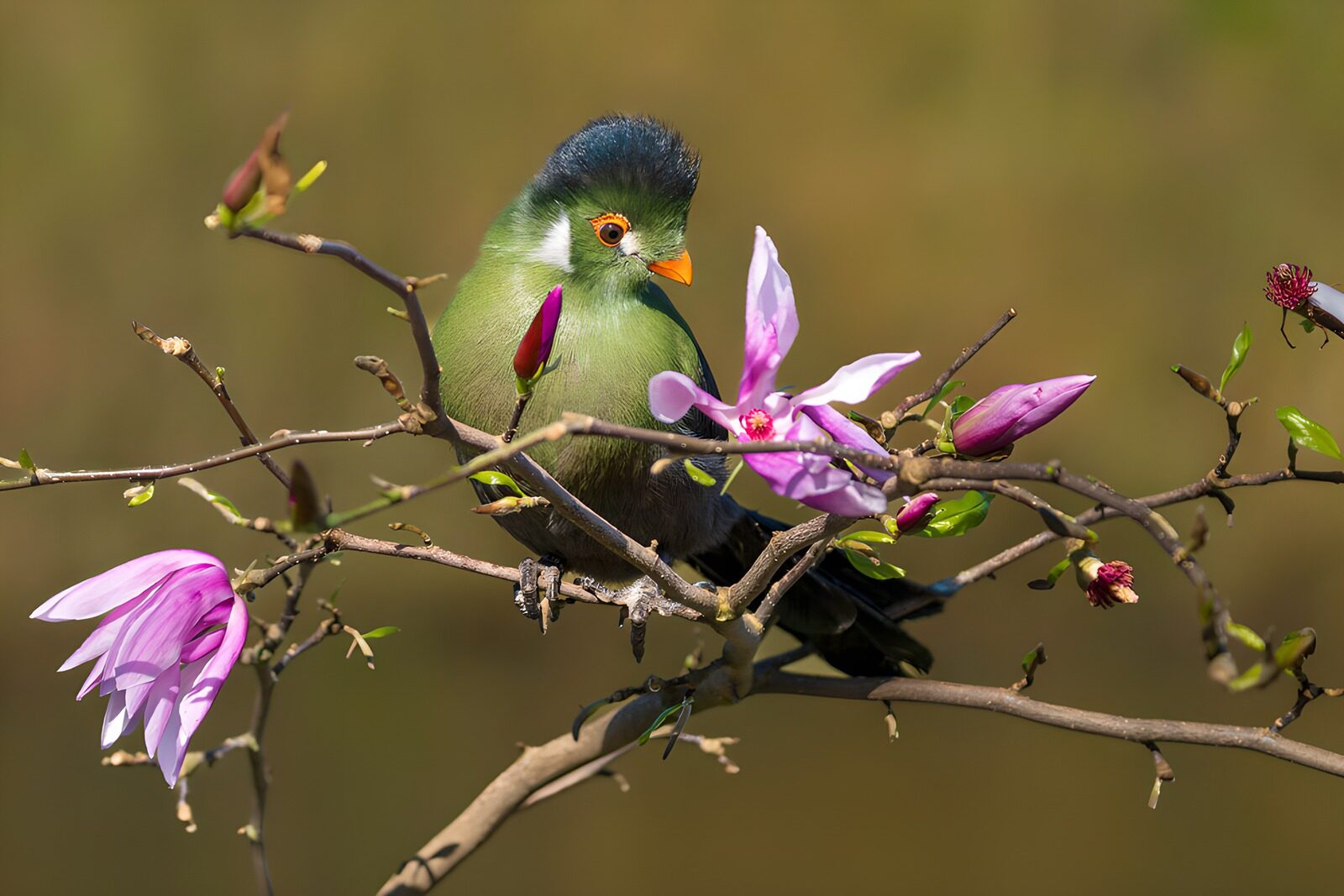 TPES51921: Pájaro verde entre flores al sol