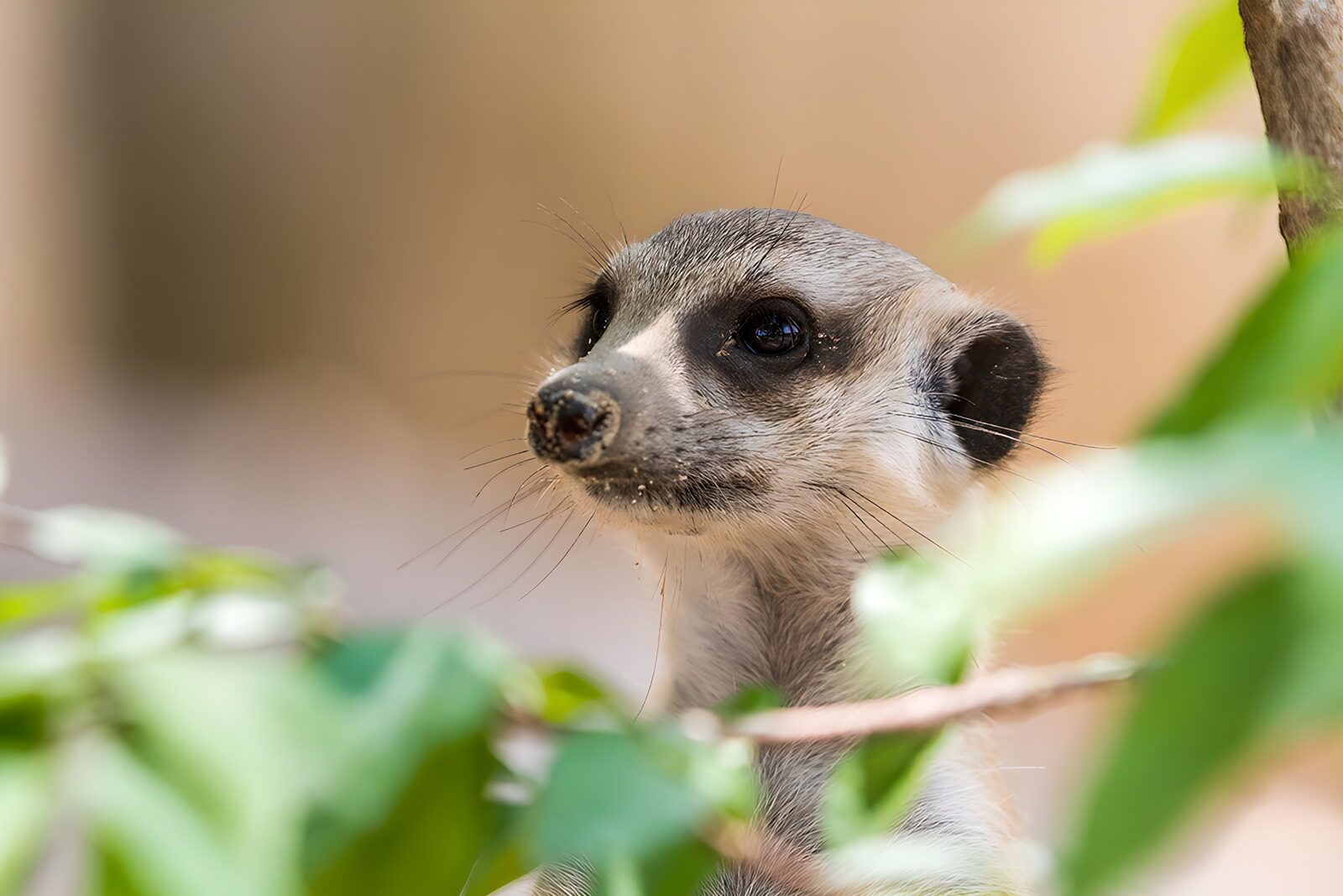 TPES43930: Suricata en primer plano, mirada alerta