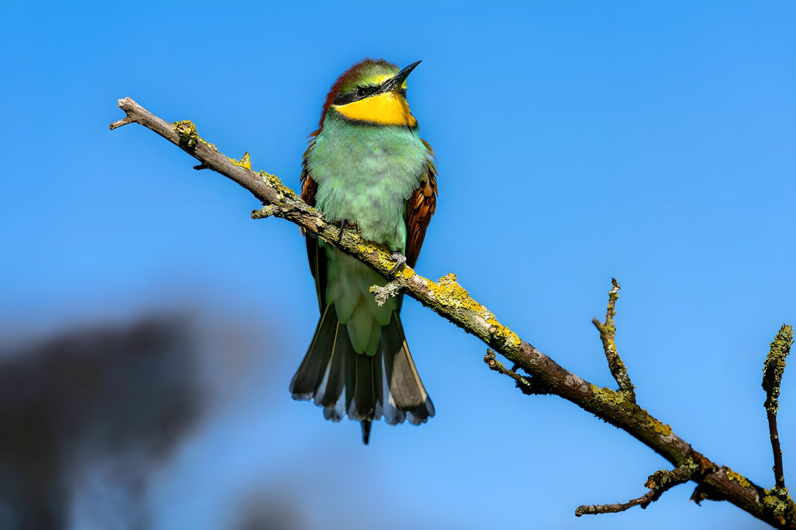 TPES63836: Abejaruco europeo en una rama al sol