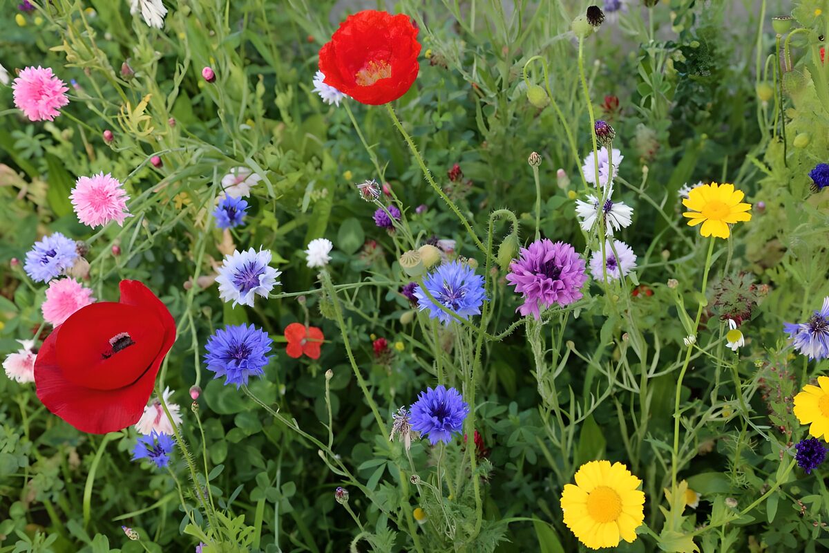 Amapolas y acianos a todo color