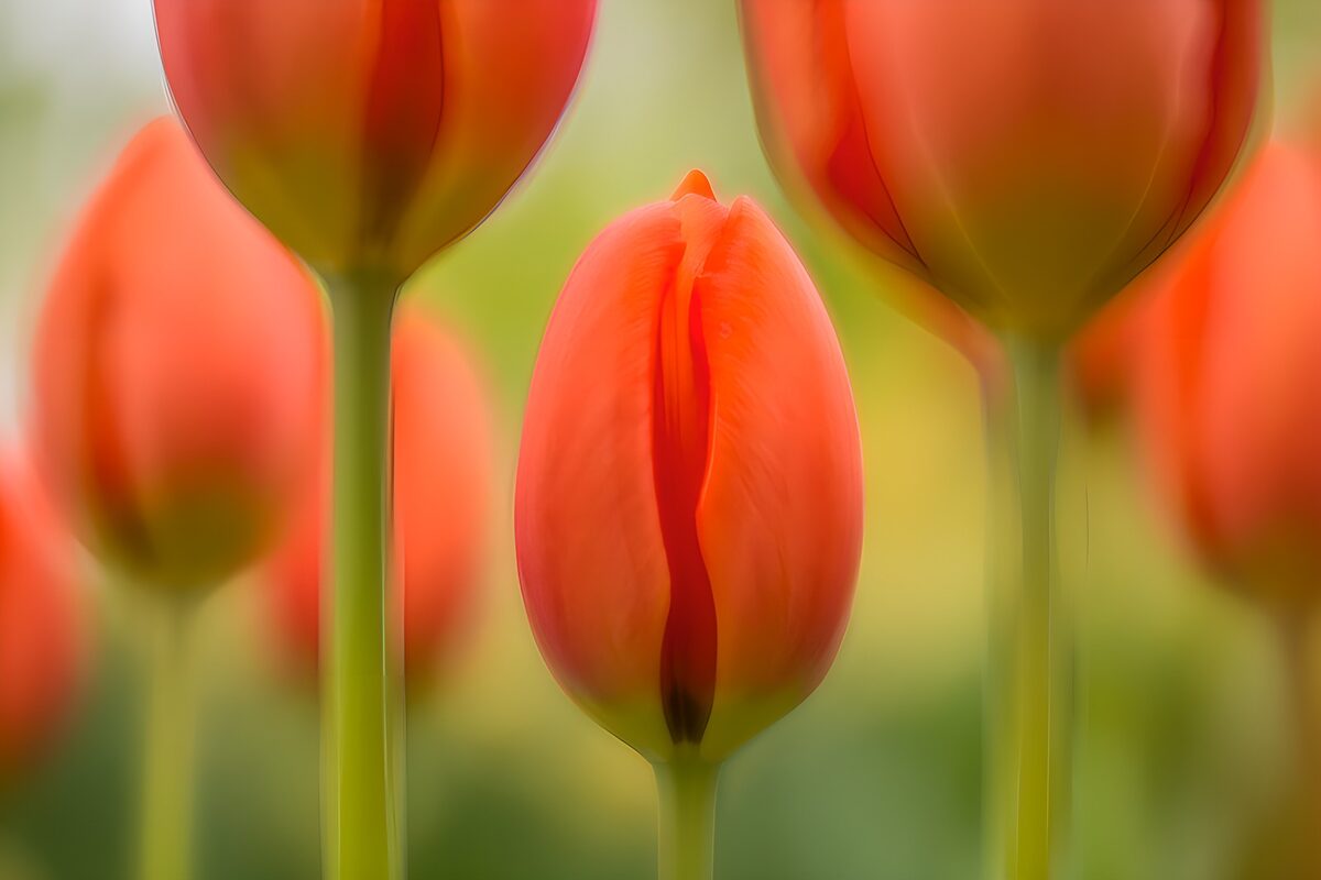 Tulipanes anaranjados en primer plano
