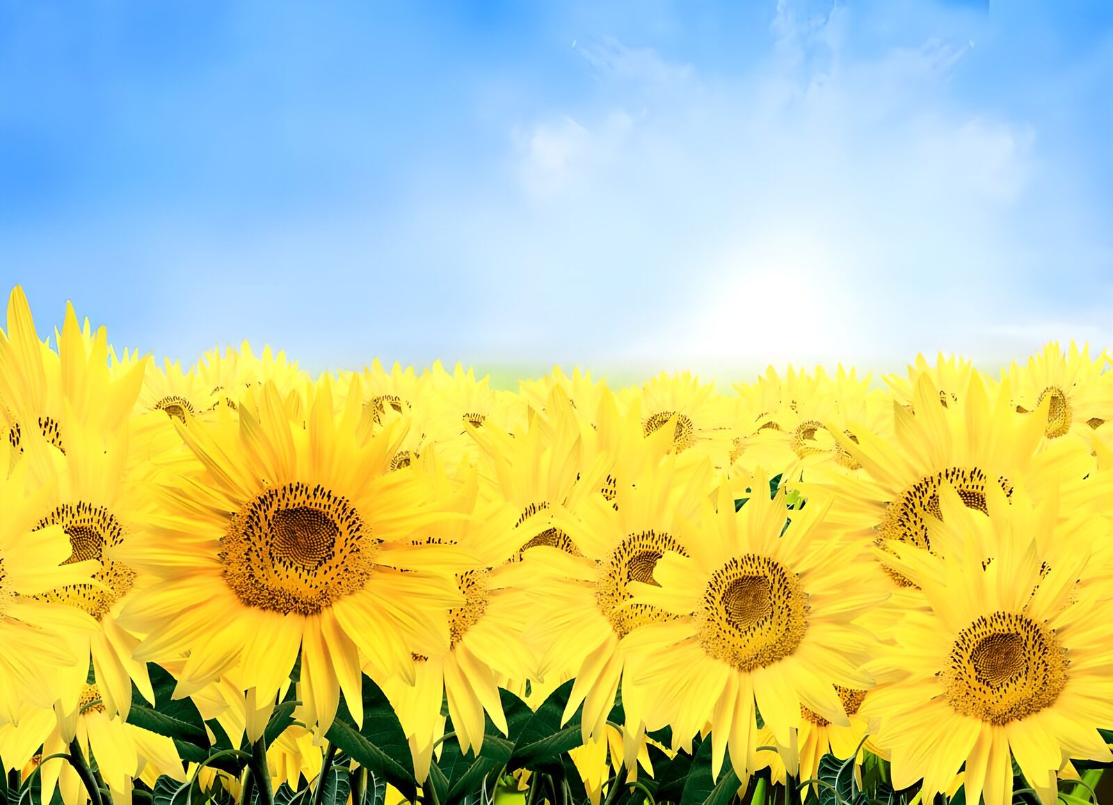 TPES95922: Campo de girasoles bajo el cielo azul